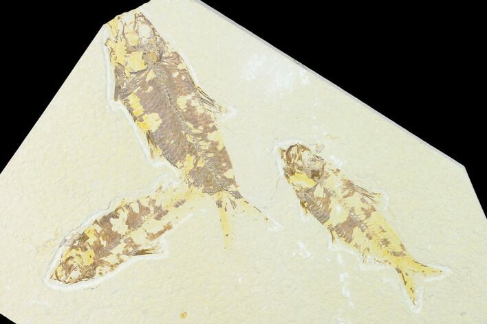 Trio of Fossil Fish (Knightia) - Green River Formation - Wyoming #136856